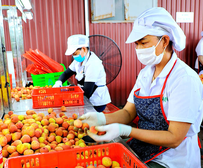 Hai Duong lychee exported, sold online